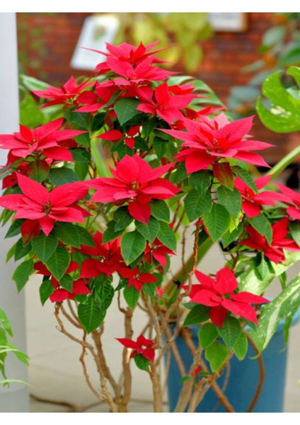 Atatürk Çiçeği Poinsettia fiyatları