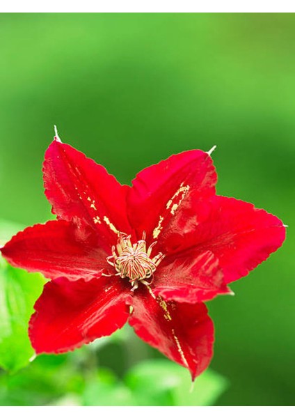 Atatürk Çiçeği Poinsettia modelleri