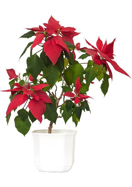 Videolu Atatürk Çiçeği (30 50 Cm)1 Adet Saksılı Çiçekli Bodur Bitki Poinsettia