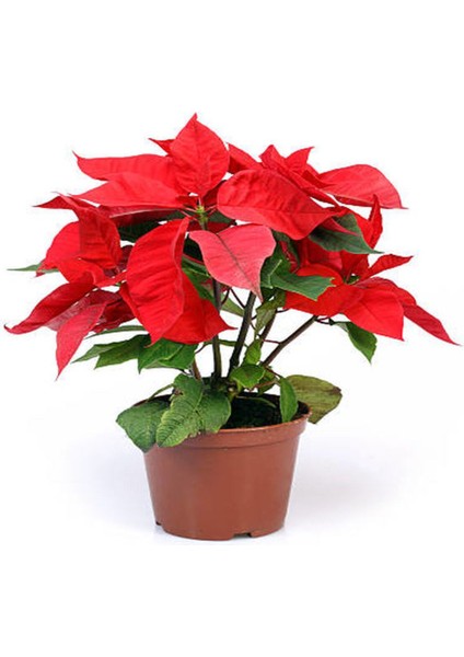 Videolu Atatürk Çiçeği (30 50 Cm)1 Adet Saksılı Çiçekli Bodur Bitki Poinsettia fiyatları