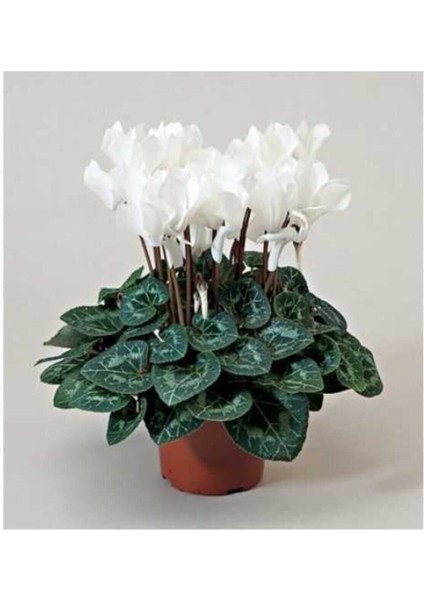 Canlı Sıklamen Hediyelik Ofis Bitkisi Çiçekli