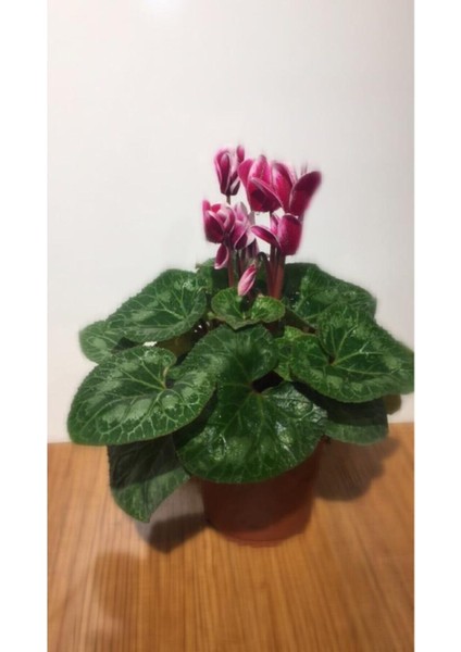 Saksılı ( Ebruli Kırmızılı Beyaz) Siklamen Çiçeği Hediyelik Bitki fiyatları