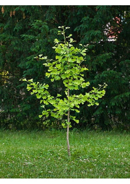 Videolu Çınar Ağacı Fidanı (Doğu Çınarı) (80 90 Cm)4 Adet Tüplü Dış Mekan (Platanus Orientalis)