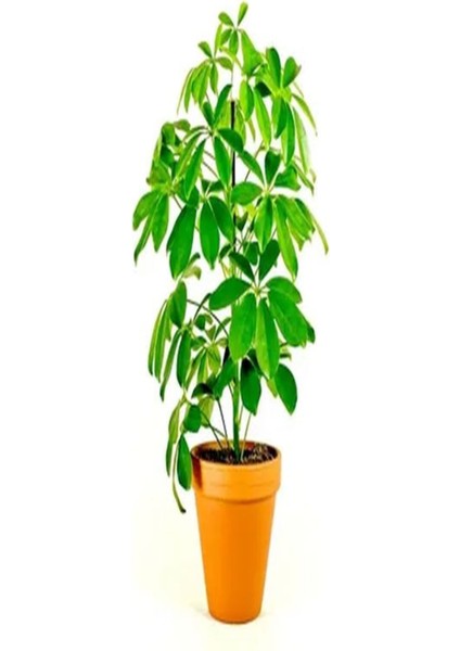 Videolu Tek Dal Yeni Iş Hediyesi Yeşil Şeflera Çiçeği 40-70 cm Saksılı Iç Mekan Bitki Schefflera
