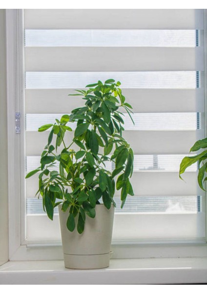 Videolu Şeflera Şemsiye Ağacı (20 40 Cm)1 Adet Saksılı Iç Mekan Bitkisi Schefflera modelleri