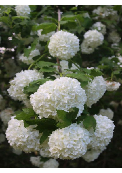 Videolu Beyaz Kartopu Bitkisi Yğun Çiçekli (50 60 Cm)1 Adet Saksılı /tüplü Viburnum Opulus