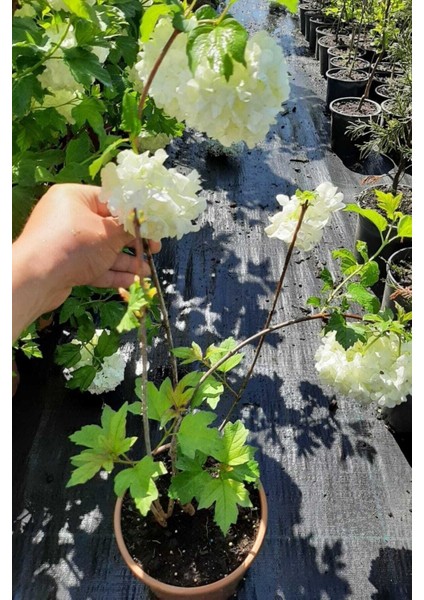 Videolu Beyaz Kartopu Bitkisi Yğun Çiçekli (50 60 Cm)1 Adet Saksılı /tüplü Viburnum Opulus