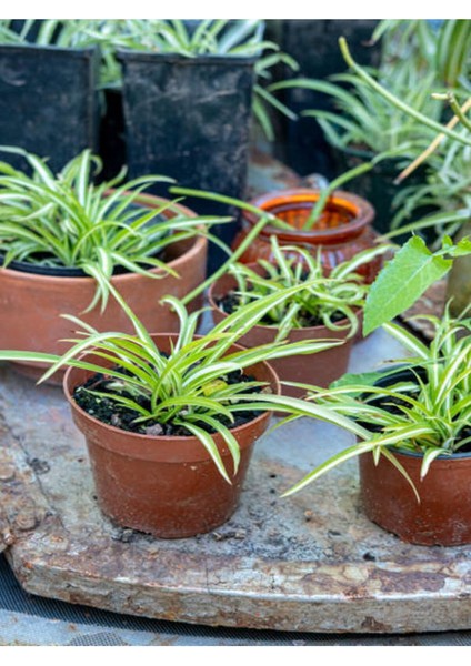 Videolu Dekoratif Kurdela Çiçeği (5 10 Cm) 20 Adet Saksılı Ofis Salon Bitkisi Euphorbia Leucocephala
