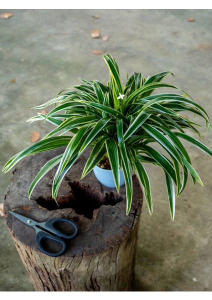 Videolu Dekoratif Kurdela Çiçeği (5 10 Cm) 20 Adet Saksılı Ofis Salon Bitkisi Euphorbia Leucocephala fiyatları