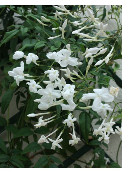 Videolu Arap Yasemin Arap (80 100 Cm)1 Adet Saksılı Dış Mekan ve Dekarasyon Bitkisi Jasminum