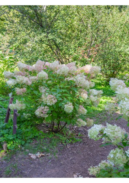 Videolu Çınar Kartopu Çiçeği Beyaz Renkli (30 60 Cm)1 Adet Tüplü Dış Mekan Bitkisi Viburnum Plicatum