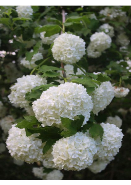 Videolu Çınar Kartopu Çiçeği Beyaz Renkli (30 60 Cm)1 Adet Tüplü Dış Mekan Bitkisi Viburnum Plicatum