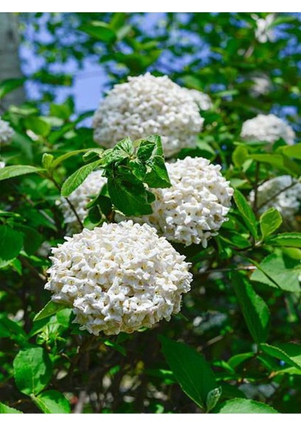 Videolu Çınar Kartopu Çiçeği Beyaz Renkli (30 60 Cm)1 Adet Tüplü Dış Mekan Bitkisi Viburnum Plicatum