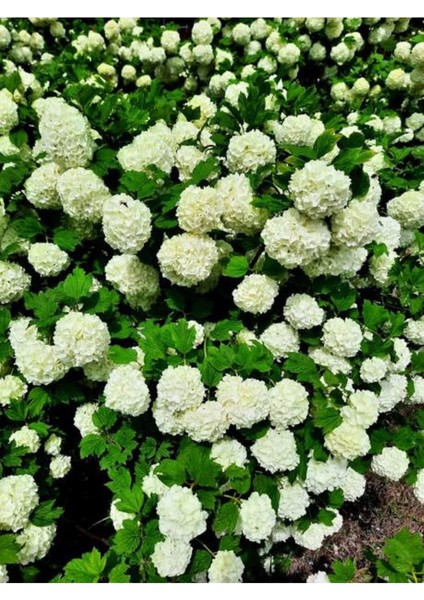 Videolu Çınar Kartopu Çiçeği Beyaz Renkli (30 60 Cm)1 Adet Tüplü Dış Mekan Bitkisi Viburnum Plicatum
