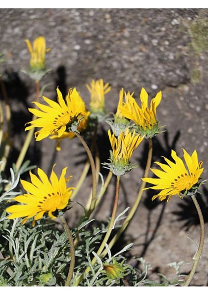 Videolu Sarı Çalı Papatyası Sarı PAPATYA(2040CM)1 Adet Saksılı Shasta Daisy