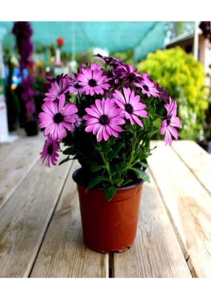 Videolu Bodrum Papatyası Mor Renkli (20 35 Cm)1 Adet Saksıda Canlı Bitki Gerbera Jamesonii