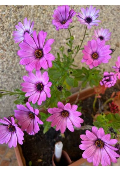 Videolu Bodrum Papatyası Mor Renkli (20 35 Cm)1 Adet Saksıda Canlı Bitki Gerbera Jamesonii