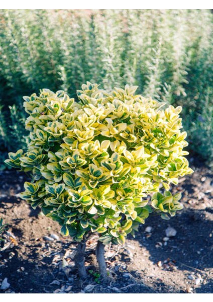 Videolu Altuni Taflan Süs Bitkisi (10 20 Cm)4 Adet Saksılı Dış Mekan (Euonymuus Japonica Aurea