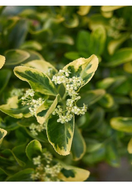 Videolu Altuni Taflan Süs Bitkisi (10 20 Cm)4 Adet Saksılı Dış Mekan (Euonymuus Japonica Aurea