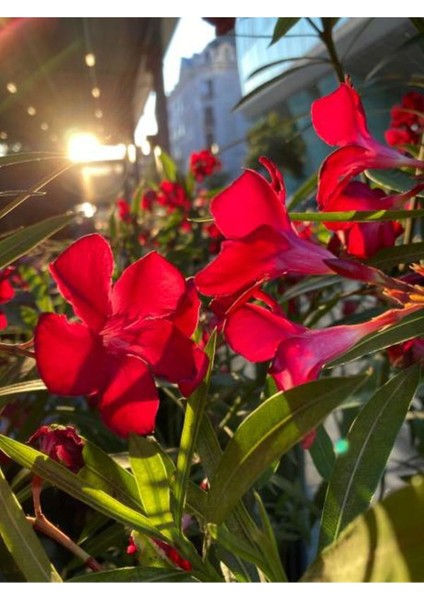 Videolu Zakkum Bitkisi Kırmızı 50-75 cm Saksılı/tüplü Dış Mekan Bahçe Bitkisi (Oleander Plant)