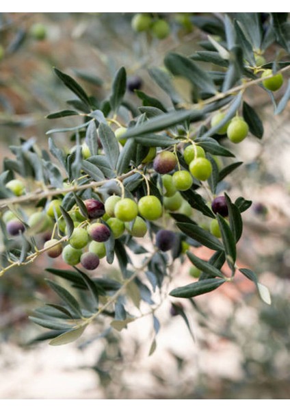 Videolu Gemlik Zeytin (80 110 Cm) 1 Adet Saksılı/tüplü 1 Adet Gemlik Zeytin Fidesi Olive Sapling