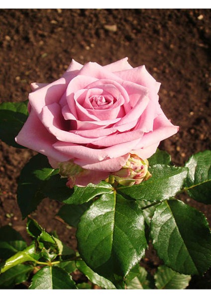 Videolu Gül Yoğun Kokulu Pembe Renkli (40 50 Cm)1 Adet Saksılı Aşılı Gül Pink Rose
