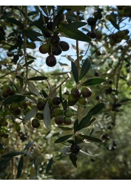 Bitkim Sende Videolu Arbequina Bodur Zeytin Fidanı(30 60 Cm) 6 Adet Tüplü Zeytin Fidanı Olive Sapling