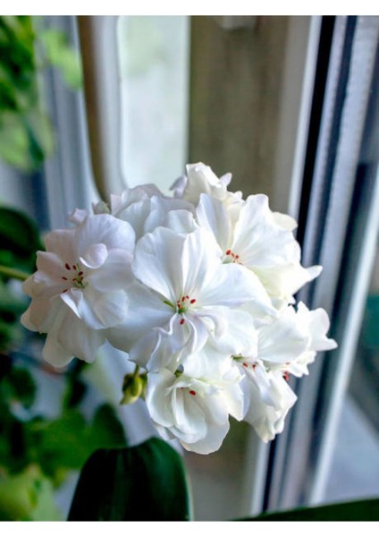 Videolu 1 Adet Beyaz Sakız Sardunya Çiçeği 15-25 cm Saksılı Çiçekli Bodur Bitkiler Whıte Pelargonium