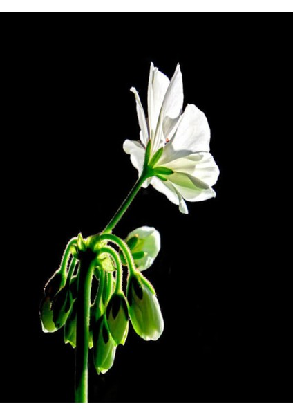 Videolu 1 Adet Beyaz Sakız Sardunya Çiçeği 15-25 cm Saksılı Çiçekli Bodur Bitkiler Whıte Pelargonium