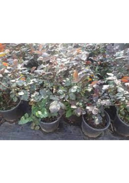 Saksılı Beyaz Gül Fidanı modelleri