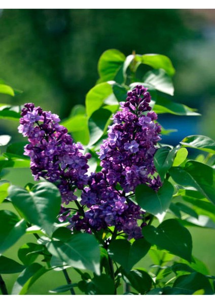 Videolu Yoğun Kokulu Leylak (50 70 Cm)4 Adet Saksılı Çiçekli Dış Mekan Bitkisi Syringa Vulgaris modelleri