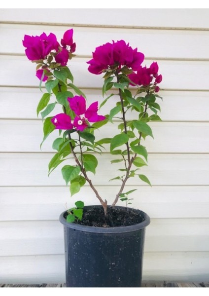 Bodur Begonvil Saksılı 70-80 cm Boy Bougainvillea