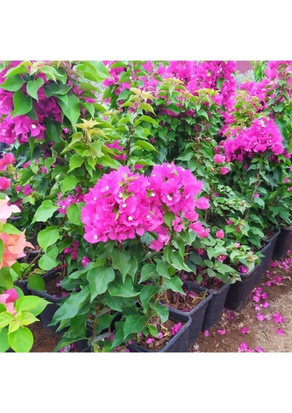 Özel Çeşit Bodur Fuşya Gelin Duvağı Begonvil Fidanı Bougainvillea