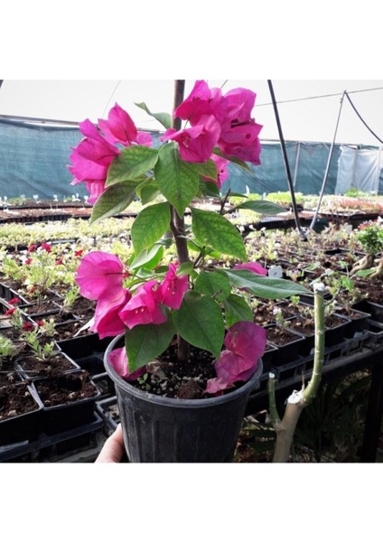 Özel Çeşit Bodur Fuşya Gelin Duvağı Begonvil Fidanı Bougainvillea