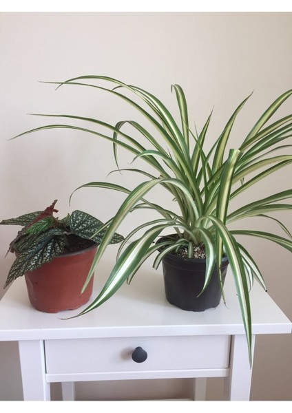 Videolu Çilli Begonya ve Kurdele Çiçeği (5 15 Cm)2 Adet Iç Mekan Bitkisi Begonia Chlorophytum