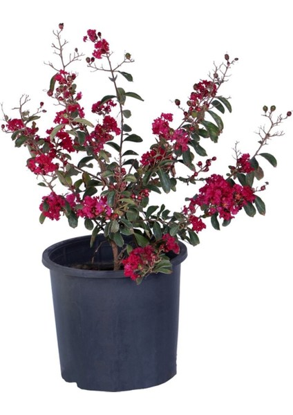 Videolu Bodur Oya Ağacı Kırmızı Çiçekli (40 60 Cm)1 Adet Saksılı Lagerstroemia Indica fiyatları