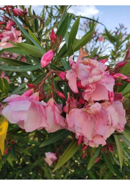 Videolu Zakkum Fidanı Pembe 1 Adet Saksılı/tüplü (70-100CM) Dış Mekan (Oleander)
