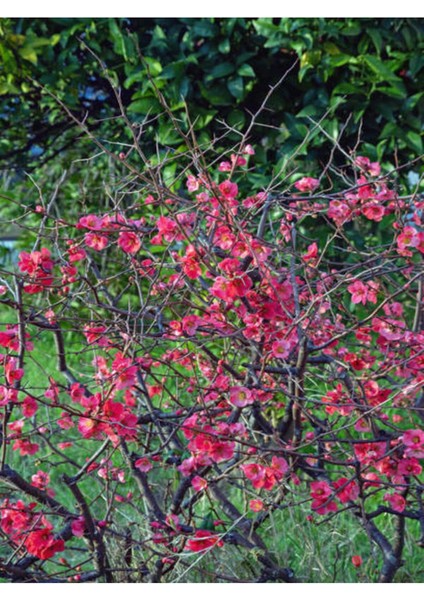 Videolu Pembe Japon Gülü (30 50 Cm)1 Adet Saksılı Çiçekli Iç/ Dışş Mekan Bitkisi Camellia Japonica