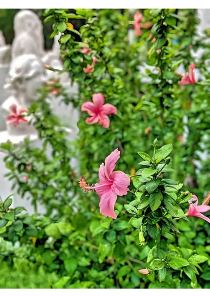 Videolu Pembe Japon Gülü (30 50 Cm)1 Adet Saksılı Çiçekli Iç/ Dışş Mekan Bitkisi Camellia Japonica