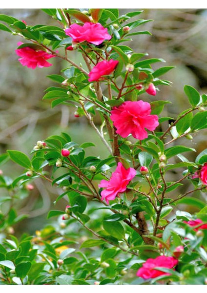 Videolu Pembe Japon Gülü (30 50 Cm)1 Adet Saksılı Çiçekli Iç/ Dışş Mekan Bitkisi Camellia Japonica