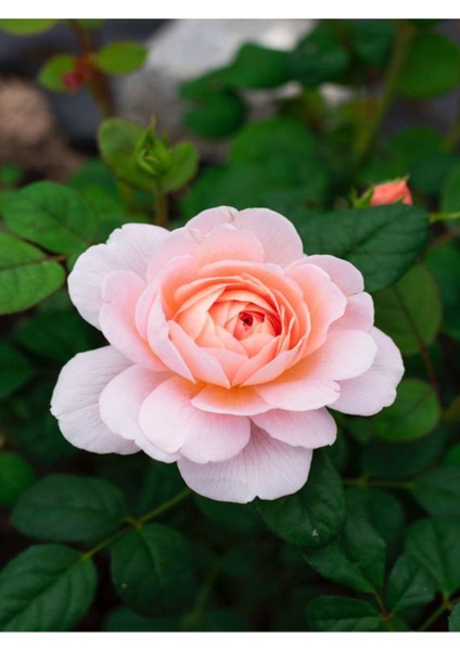 Bitkim Sende Videolu Yoğun Kokulu 1 Adet Yavruağzı Renk Yediveren Gül Fidanı 20-40 cm Çiçekli Bodur Roses