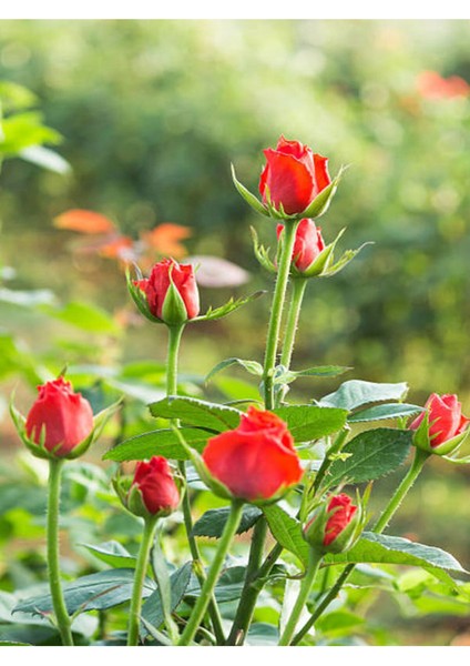 Videolu Yediveren Kırmızı Renkli Yoğun Kokulu(50 70 Cm) 1 Adet Saksılı Aşılı Gül Red Rose
