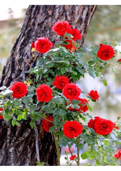 Videolu Yediveren Kırmızı Renkli Yoğun Kokulu(50 70 Cm) 1 Adet Saksılı Aşılı Gül Red Rose