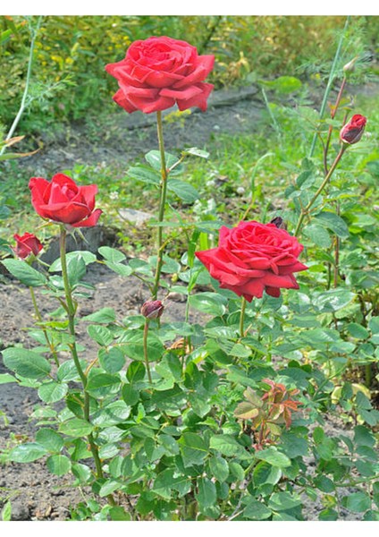 Videolu Yediveren Kırmızı Renkli Yoğun Kokulu(50 70 Cm) 1 Adet Saksılı Aşılı Gül Red Rose