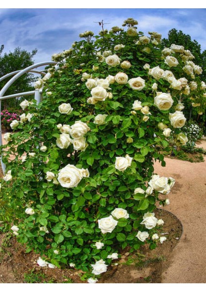 Videolu Sarmaşık Gül Beyaz Renkli Kokulu (90 140CM) 1 Adet Saksılı Aşılı Gül White Rose