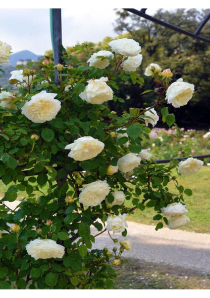 Videolu Sarmaşık Gül Beyaz Renkli Kokulu (90 140CM) 1 Adet Saksılı Aşılı Gül White Rose