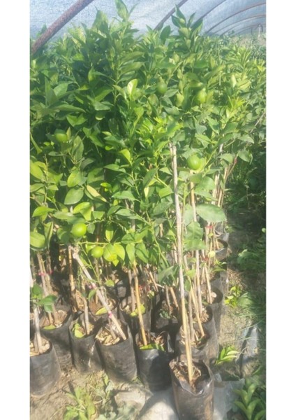 3 Yaşlı Yediveren Limon Fidanı