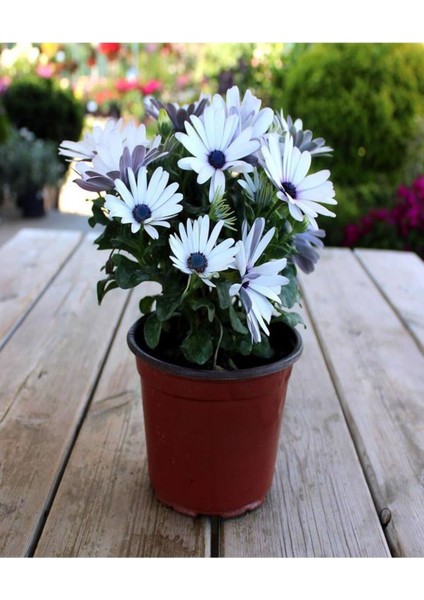 Videolu Beyaz Bodrum Papatyası (30 50 Cm)1 Adet Saksılı Osteospermum Fruticosum