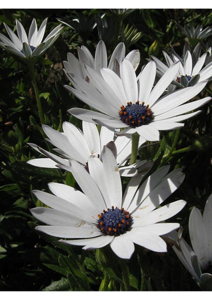 Videolu Beyaz Bodrum Papatyası (30 50 Cm)1 Adet Saksılı Osteospermum Fruticosum
