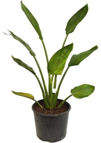 Starliçe - Beyaz Cennet Kuşu 50 -60 cm (Strelitzia Nicolai)